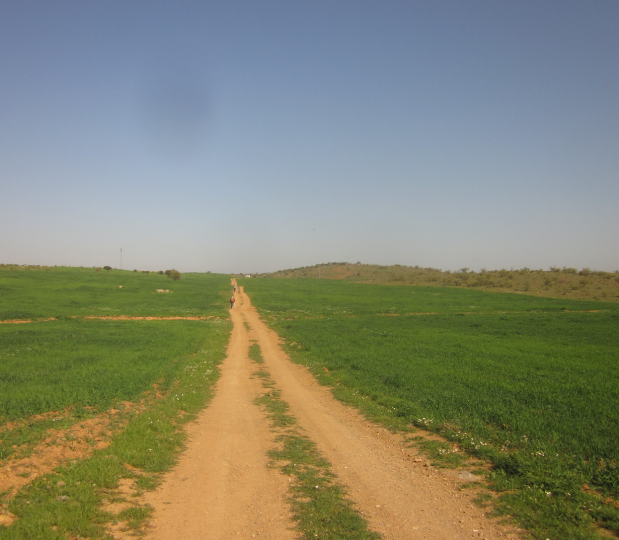 Salida Llerena - Usagre (Camino de la Frontera) 12-01-2019