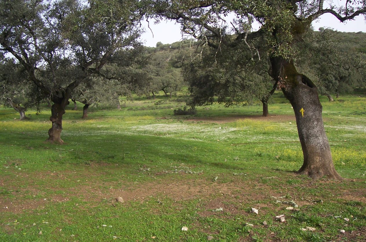 Salida Castilblanco de los Arroyos - Almadén de la Plata - Real de la Jara